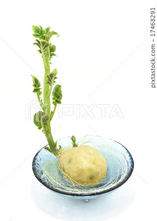 馬鈴薯的出苗和生長（水栽法）第4部分 17468291