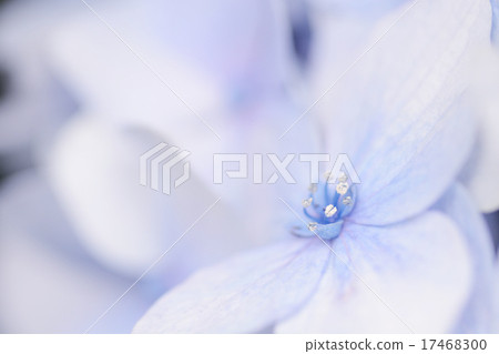 hydrangea hydrangea 17468300