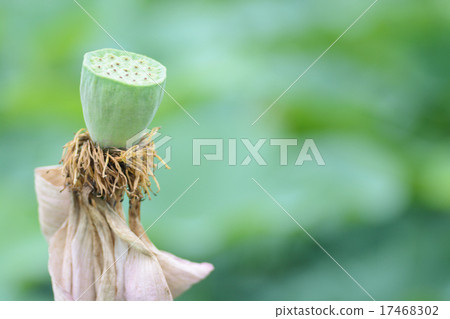 Lotus Lotus 17468302