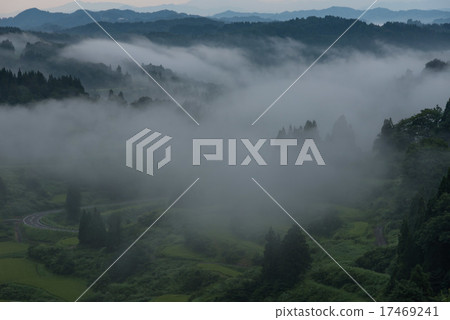 Rice paddy field of the Star Pass Early morning mist 17469241