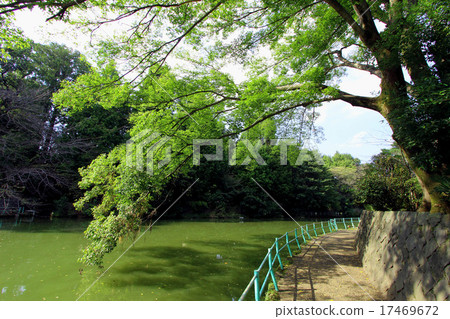 Fujimi Pond at Musashi Kinen Park 17469672