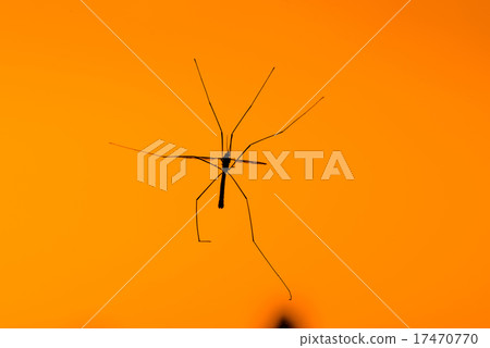 Large crane fly on orange background Large crane fly on orange background 17470770