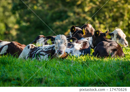 Cattle lying in the grass 17470826