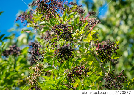 Elderberry tree with black berries 17470827