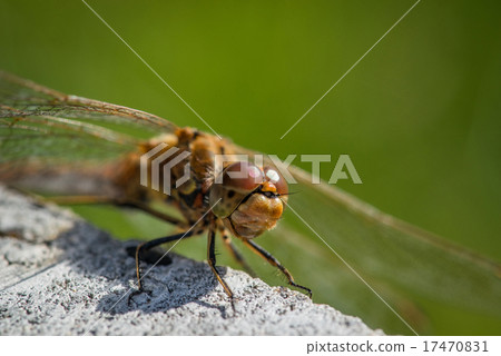 Sympetrum vulgatum dragonfly close-up 17470831