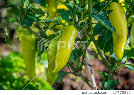Green chili in the garden Green chili in the garden 17470833