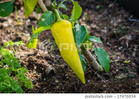 Spicy chili in green color Spicy chili in green color 17470834