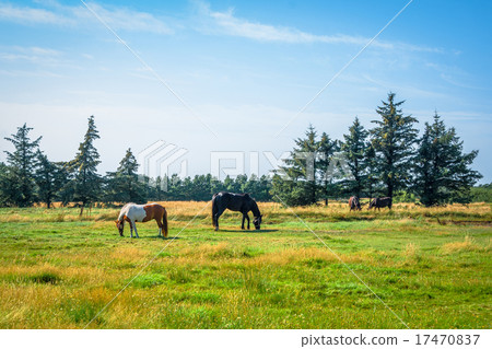 Horsens grazing on a green field Horsens grazing on a green field 17470837