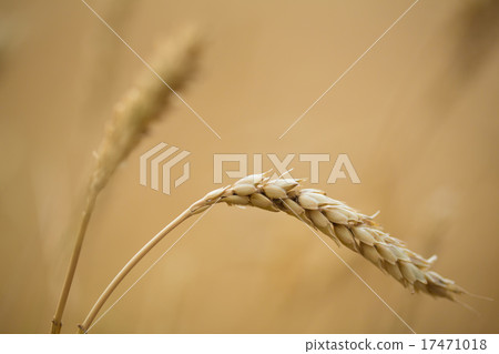Wheat field 17471018