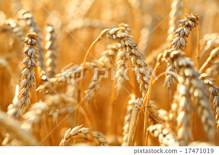 Wheat field 17471019