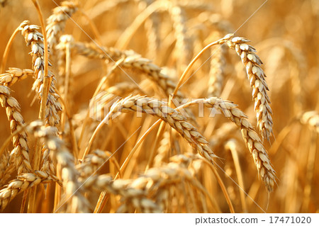 Wheat field 17471020