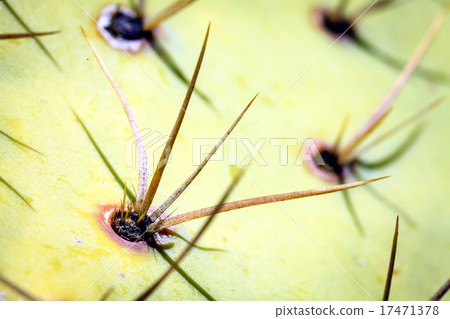 Prickly Pear Prickly Pear 17471378