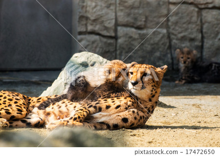 My favorite mama 17472650