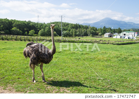 鴕鳥牧場 17472747