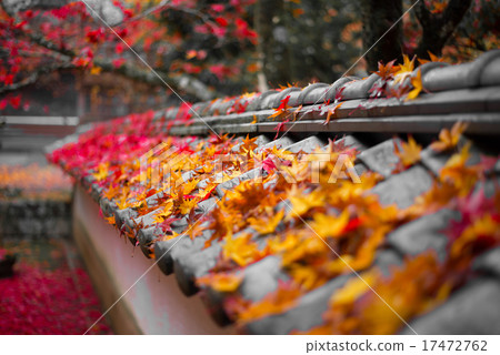 Autumn leaves 17472762