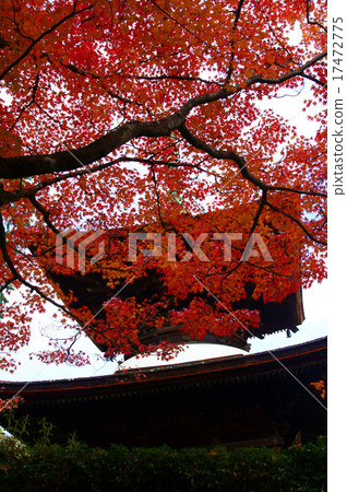 Jogakkoji寺廟秋葉 17472775