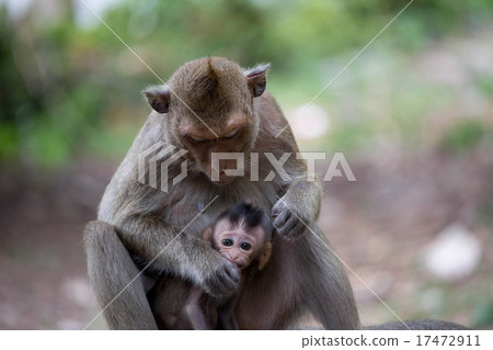 猴子的親子愛 17472911