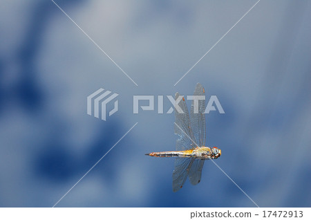 Ustarcissimbo的飛行 17472913