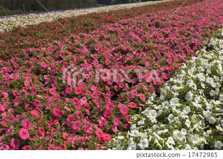 Flower people Highway flower garden of Biei Flower people Highway flower garden of Biei 17472985