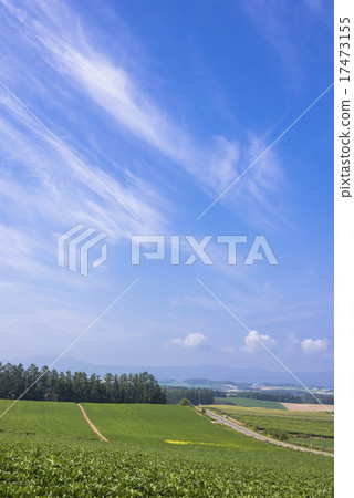 Panorama Road of Flower People Road Biei 17473155