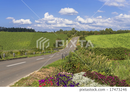 Panorama Road of Flower People Road Biei Panorama Road of Flower People Road Biei 17473246