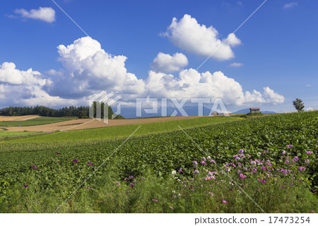 Panorama Road of Flower People Road Biei Panorama Road of Flower People Road Biei 17473254