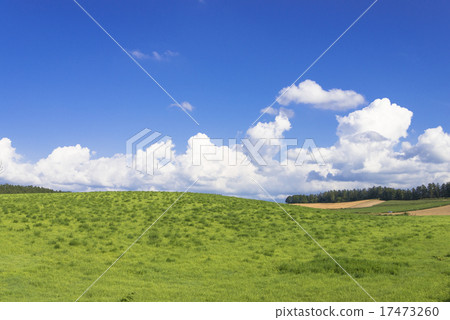 Panorama Road of Flower People Road Biei 17473260