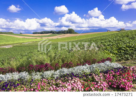 Panorama Road of Flower People Road Biei 17473271