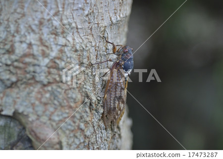 阿巴扎米 17473287