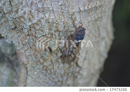 Brown cicada 17473288