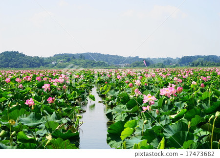 明信片大小蓮花殖民地08桃園鄉和伊豆沼 照片素材 圖片 圖庫