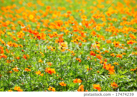 Kibanakosmos盛開 17474239