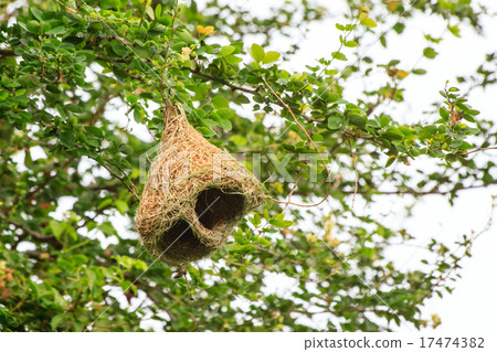 Skylark nests 17474382