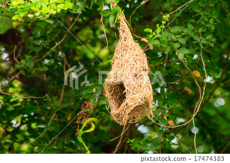 Skylark nests 17474383