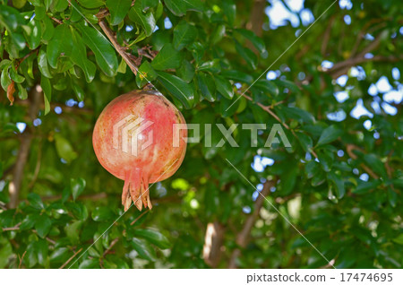 石榴(石膏) 石榴(石膏) 17474695