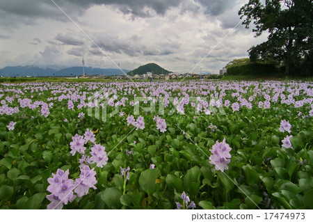 Water hyacinth 17474973