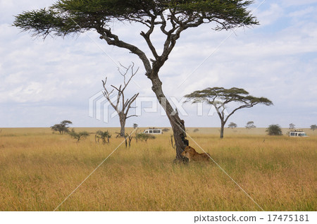 in wildlife sanctuary 17475181