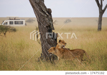 in wildlife sanctuary 17475182