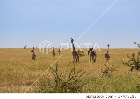 in wildlife sanctuary 17475185