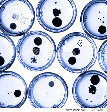 Growing Bacteria in Petri Dishes. Growing Bacteria in Petri Dishes. 17475280