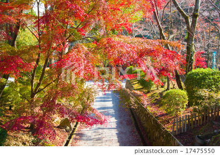 Autumn leaves of Mitsui-ji 17475550