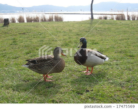 一對好夫妻 一對好夫妻 17475569