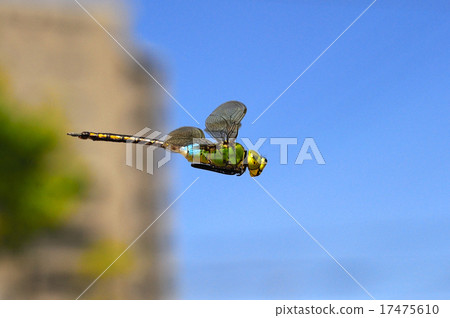 Flight of Gin Yama 17475610