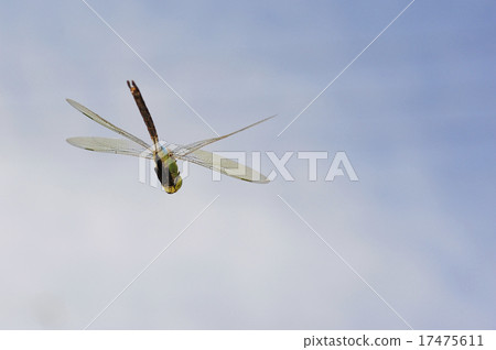 Flight of Gin Yama Flight of Gin Yama 17475611