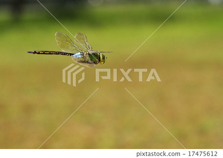 Flight of Gin Yama 17475612