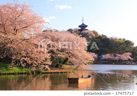 Sakura no Sakura Sakura no Sakura 17475717