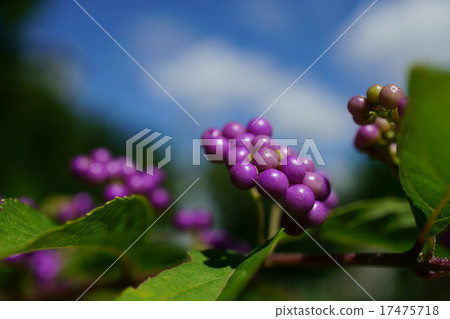 小村崎部 17475718