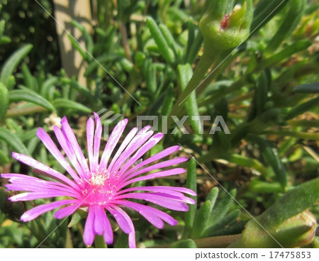 粉紅色的花朵 17475853