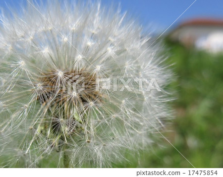 蒲公英 17475854