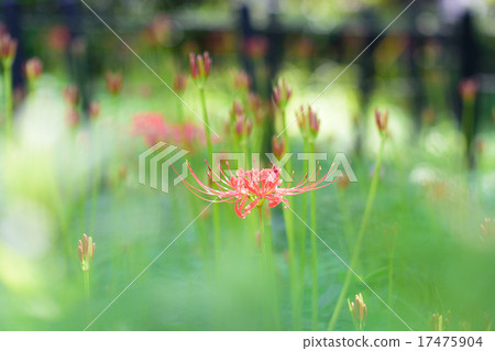 群集孤挺花 群集孤挺花 17475904